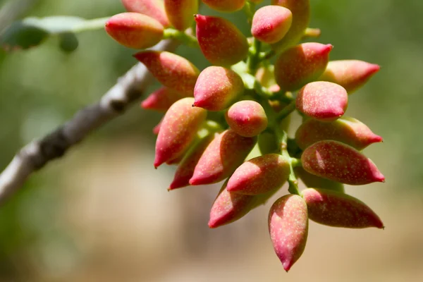 stock image Cluster of pistachio