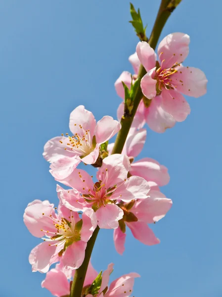 stock image Blooming branch