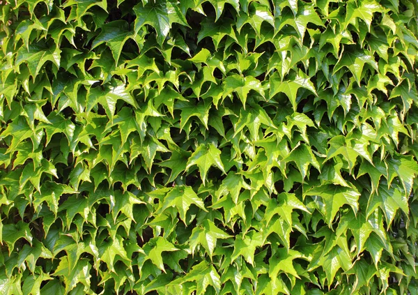 stock image Green ivy