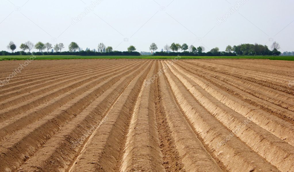Field in crop