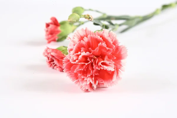 Pink carnations — Stock Photo, Image