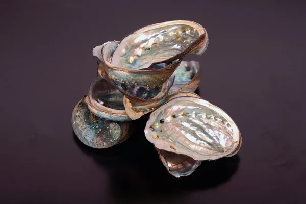 Természetes szépség abalone shell — Stock Fotó