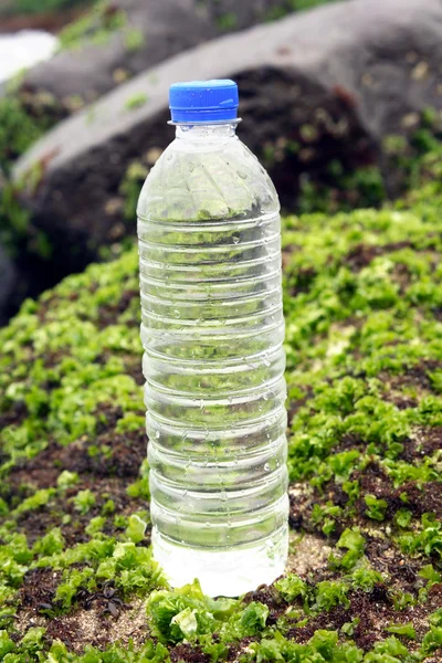 Algae and bottled water — Stock Photo, Image