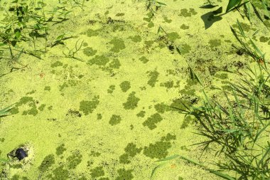 Wild algae clipart