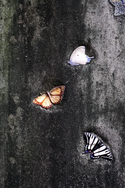 混凝墙与蝴蝶 — 图库照片