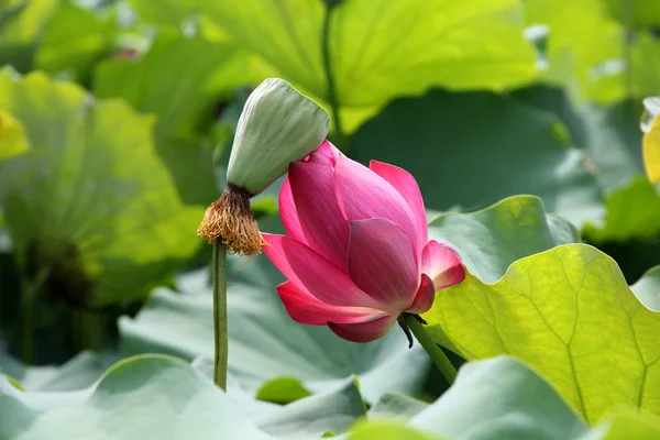 Lotus, water lilies in a pond, — Stock Photo, Image