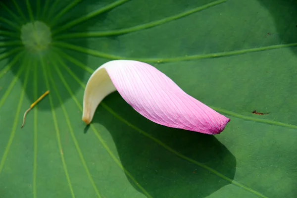 Lotus, ninfee — Foto Stock