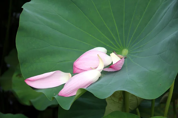 Lotus, Seerosen — Stockfoto