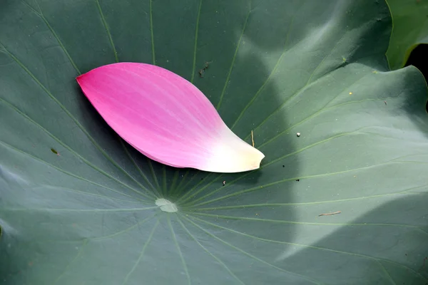 Lotus, water lilies — Stock Photo, Image