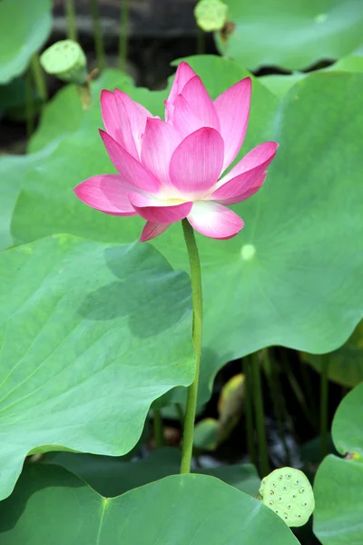 Lotus, näckrosor i en damm, — Stockfoto