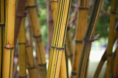 tropikal bambu