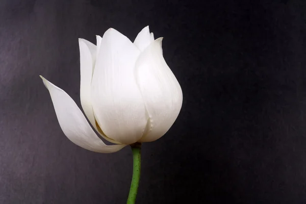 Beyaz lotus
