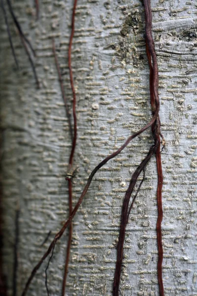 榕树的根 — 图库照片