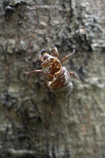 stock image Shell of the cicada