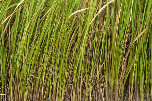 Gras gesäumt — Stockfoto