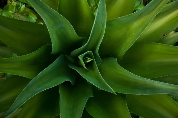 Desert agave — Stock Photo, Image