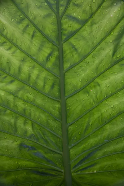 stock image Green Leaf