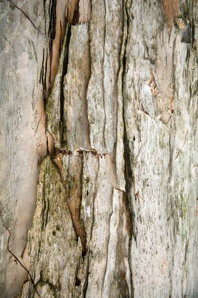 Fondo del árbol — Foto de Stock