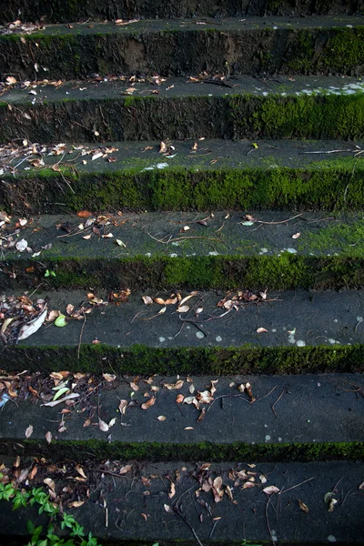 이끼 낀 계단 — 스톡 사진