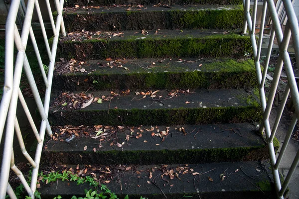 コケに覆われた階段 — ストック写真