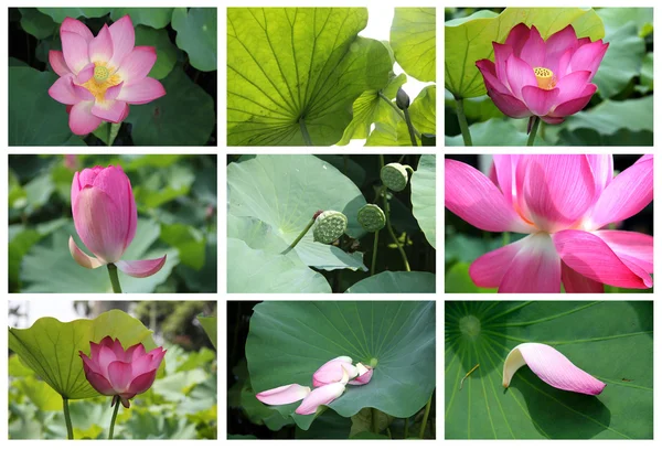 Lotus kombination — Stockfoto