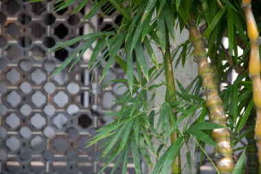 Bamboo and window