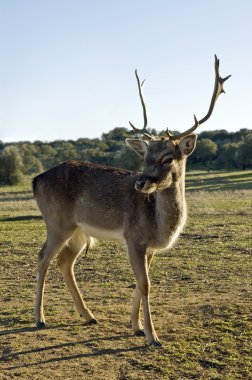 kırmızı geyik (cervus elaphus)