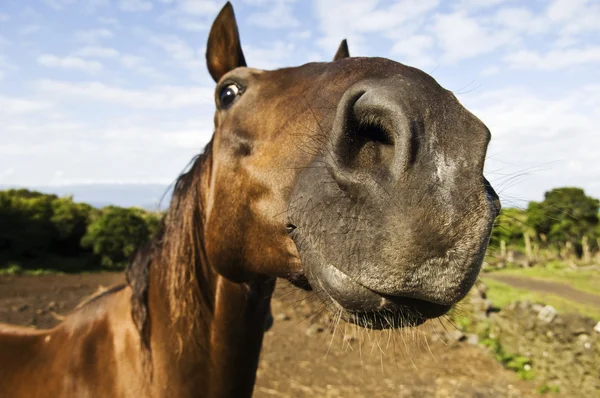 stock image Inquisitive horse