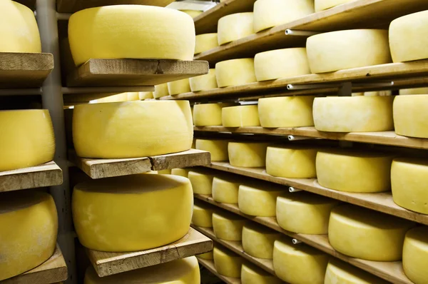 Cheese in shelf — Stock Photo, Image