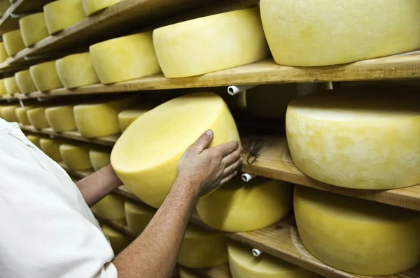 stock image Man isnspecting cheese