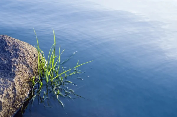 Kameny a trávy ve vodní hladiny — Stock fotografie