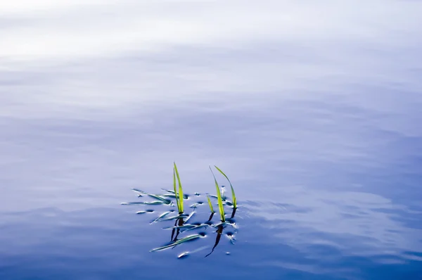 Grass in water surface — Stock Photo, Image