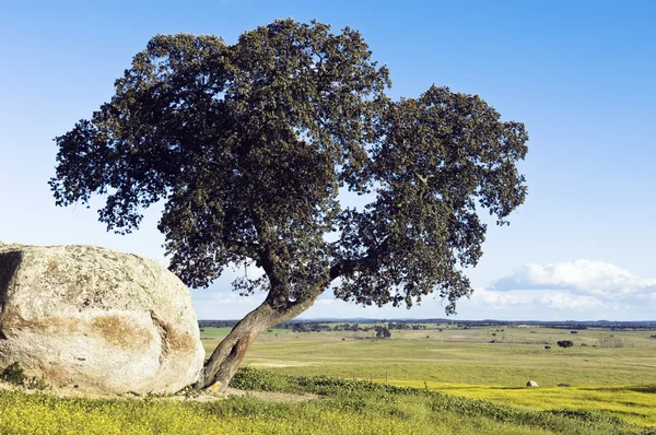 オークの木 — ストック写真