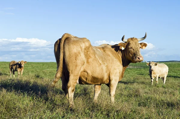 stock image Staring cow