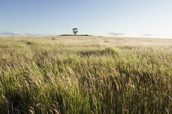 Grasland veld — Stockfoto