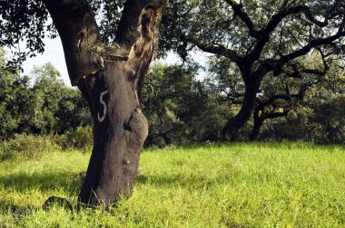 Cork ağaç orman (Quercus suber)