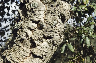 Bakire cork ağaç kabuğu ayrıntı (Quercus suber)