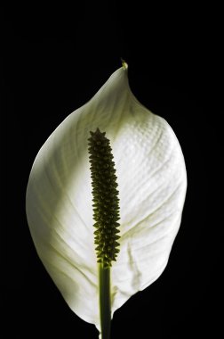 Arum lily