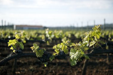 Tender spring grape vines clipart