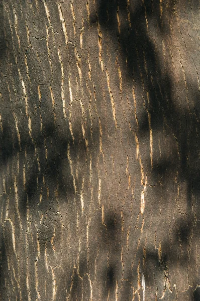 树皮的软木树详细 (欧洲栓皮栎) — 图库照片