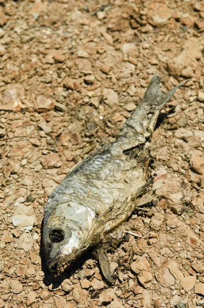 Peixe morto — Fotografia de Stock