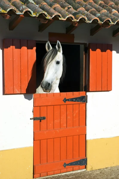 stock image Horse in stable