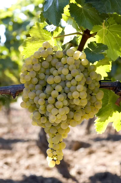 Bunch of white grapes on vine — Stock Photo, Image