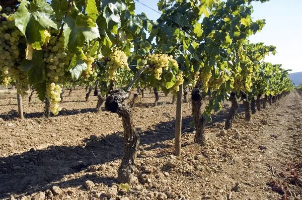 Rader av vinstockar i vingården — Stockfoto