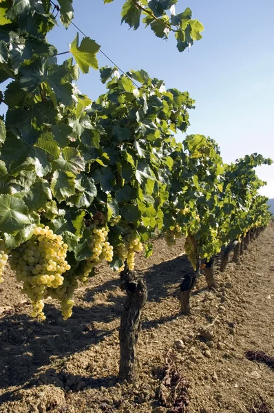 Winogron winorośli wiszące — Zdjęcie stockowe