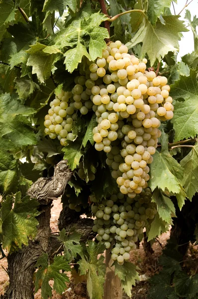 White grapes on vine — Stock Photo, Image