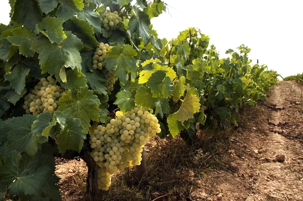 Виноград, свисающий с виноградников — стоковое фото