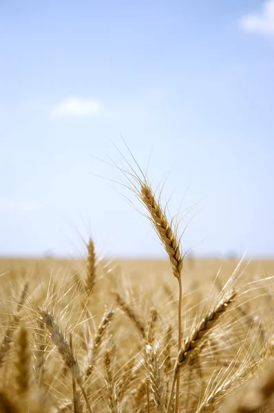 耳朵的小麦在一个字段中 — 图库照片