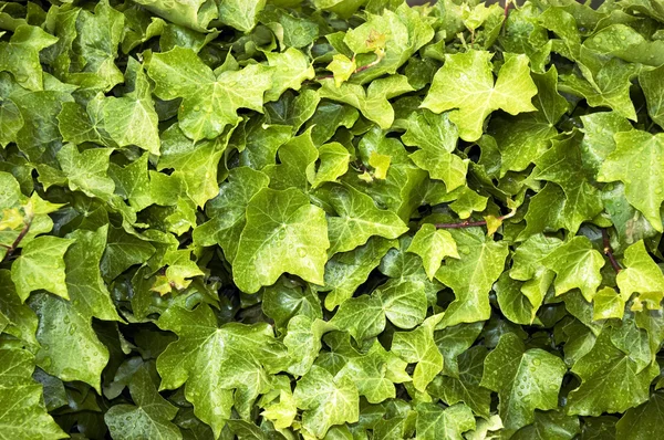 stock image Closeup of ivy vines