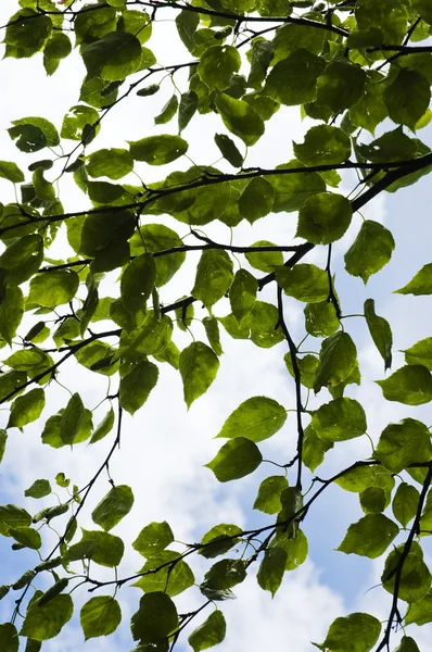 stock image Mulberry leaves